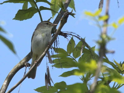 Willow Warbler, Loch Lomond NNR, Clyde