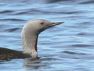 Red-throated Diver, Clyde