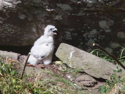 Peregrine, Falls of Clyde SWT Reserve