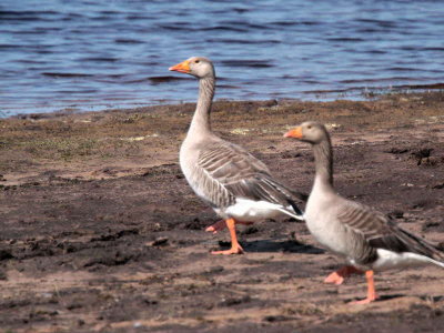 Greylag Goose, Burncrooks Reservoir, Clyde