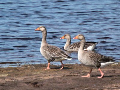 Greylag Goose, Burncrooks Reservoir, Clyde