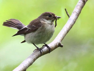 Pied Flycatcher, Ross Wood-Loch Lomond, Clyde