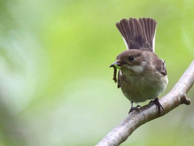 Pied Flycatcher, Ross Wood-Loch Lomond, Clyde