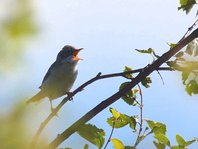 Common Whitethroat, Gartloch Meadows, Clyde