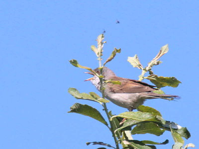 Common Whitethroat, Gartloch Meadows, Clyde