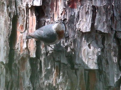 Kruper's Nuthatch, Iztuzu beach road-Dalyan, Turkey