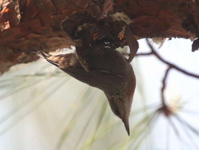 Kruper's Nuthatch, Iztuzu beach road-Dalyan, Turkey