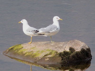 Common Gull, Sallochy Bay-Loch Lomond, Clyde