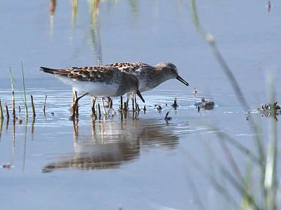 Little Stint, Dalyan, Turkey