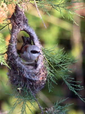 Penduline Tit, Dalyan, Turkey