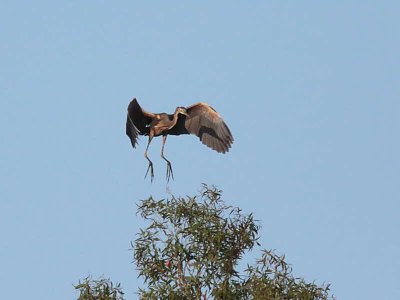 Purple Heron, Dalyan, Turkey