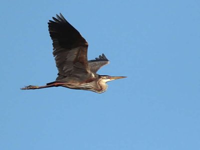 Purple Heron, Dalyan, Turkey