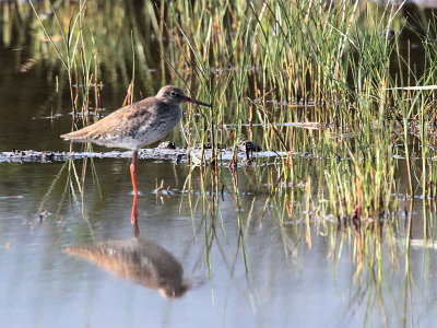 Redshank, Dalyan, Turkey