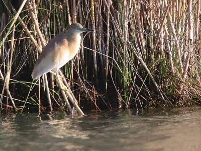 Squacco Heron, Dalyan, Turkey