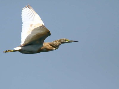 Squacco Heron, Lake Koycegiz-Dalyan, Turkey