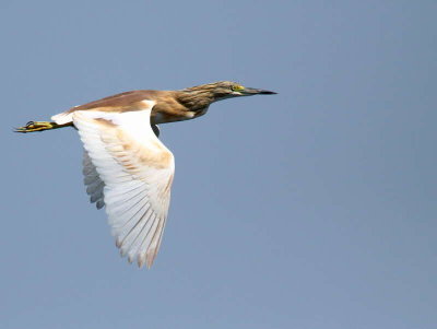 Squacco Heron, Lake Koycegiz-Dalyan, Turkey