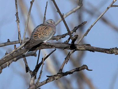 Turtle Dove, Dalyan, Turkey