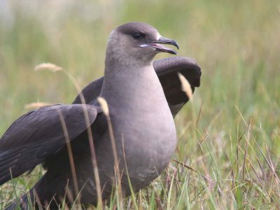 Arctic Skua - Dark Phase