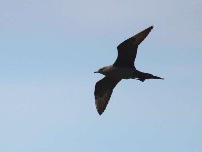 Dark phase Arctic Skua, Handa Island SWT Nature Reserve