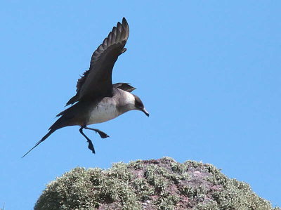 Pale phase Arctic Skua, Handa Island SWT Nature Reserve