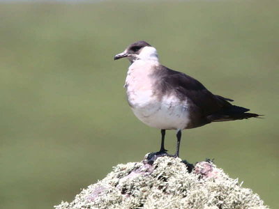 Pale phase Arctic Skua, Handa Island SWT Nature Reserve