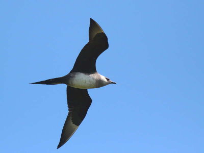 Pale phase Arctic Skua, Handa Island SWT Nature Reserve