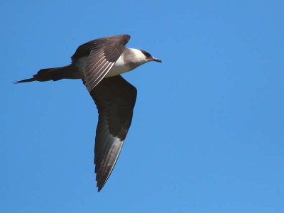 Pale phase Arctic Skua, Handa Island SWT Nature Reserve