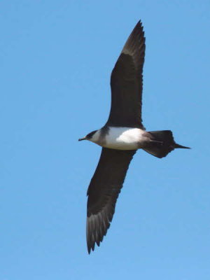 Pale phase Arctic Skua, Handa Island SWT Nature Reserve