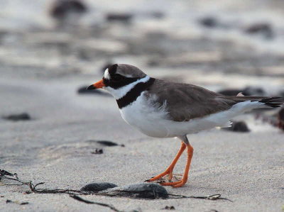 Ringed Plover, Scourie, Sutherland