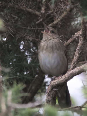River Warbler, Applecross, Highland