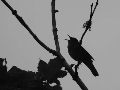 River Warbler, Applecross, Highland
