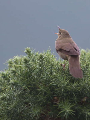 River Warbler, Applecross, Highland