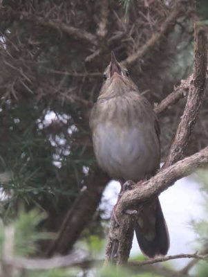 River Warbler, Applecross, Highland