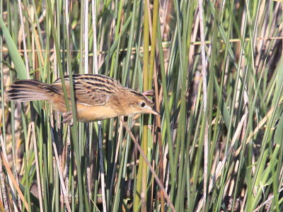 Zitting Cisticola, Dalyan, Turkey