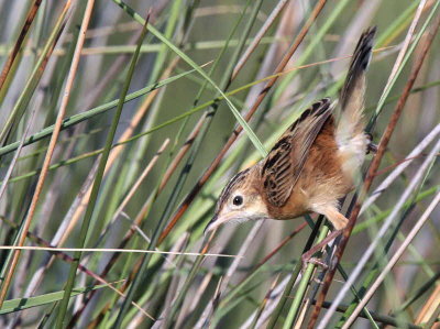 Zitting Cisticola, Dalyan, Turkey