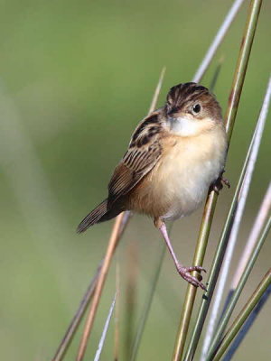 Zitting Cisticola, Dalyan, Turkey