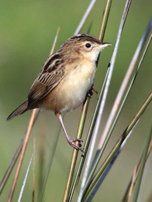 Zitting Cisticola, Dalyan, Turkey