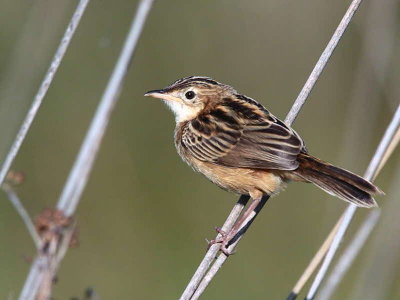 Zitting Cisticola, Dalyan, Turkey