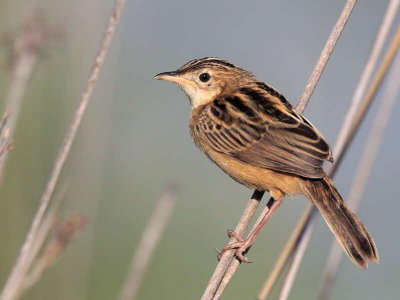 Zitting Cisticola, Dalyan, Turkey