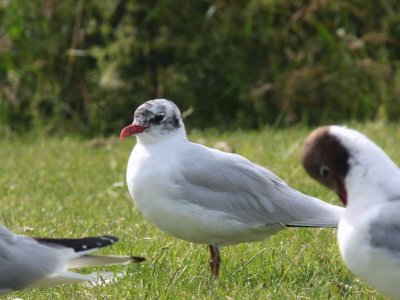 Mediterranean Gull (2nd summer), Buckhaven, Fife