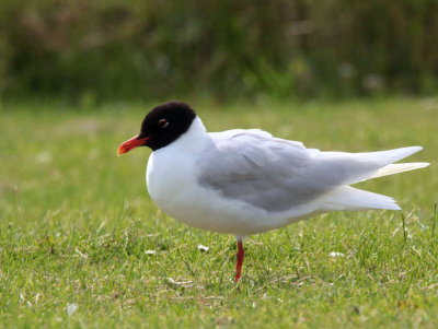 Mediterranean Gull (adult summer), Buckhaven, Fife