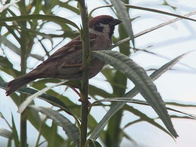 Tree Sparrow, Aberlady Bay, Lothian