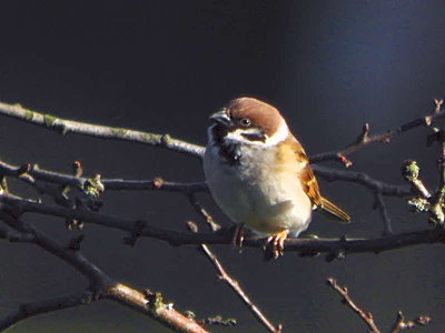 Tree Sparrow, Millichen farm, Clyde