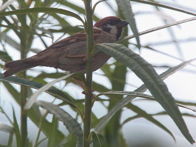 Tree Sparrow, Aberlady Bay, Lothian