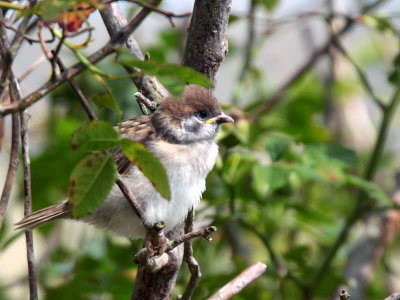 Tree Sparrow(juvenile), Aberlady Bay, Lothian