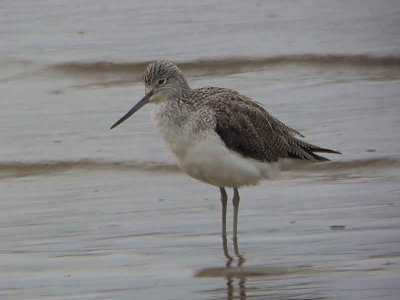 Greenshank, Finlaystone Point, Clyde