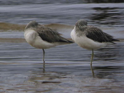 Greenshank, Finlaystone Point, Clyde