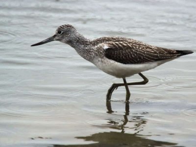 Greenshank, Baron's Haugh RSPB, Clyde