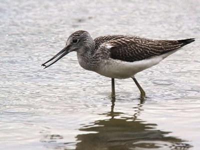 Greenshank, Baron's Haugh RSPB, Clyde