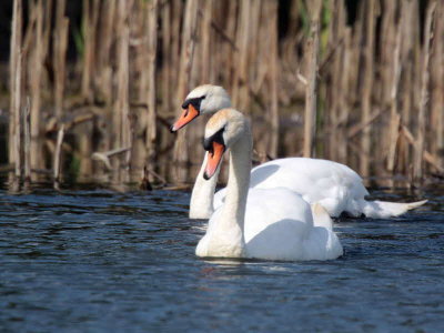 Mute Swan, Baron's Haugh RSPB, Clyde